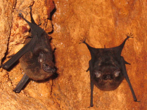 bats